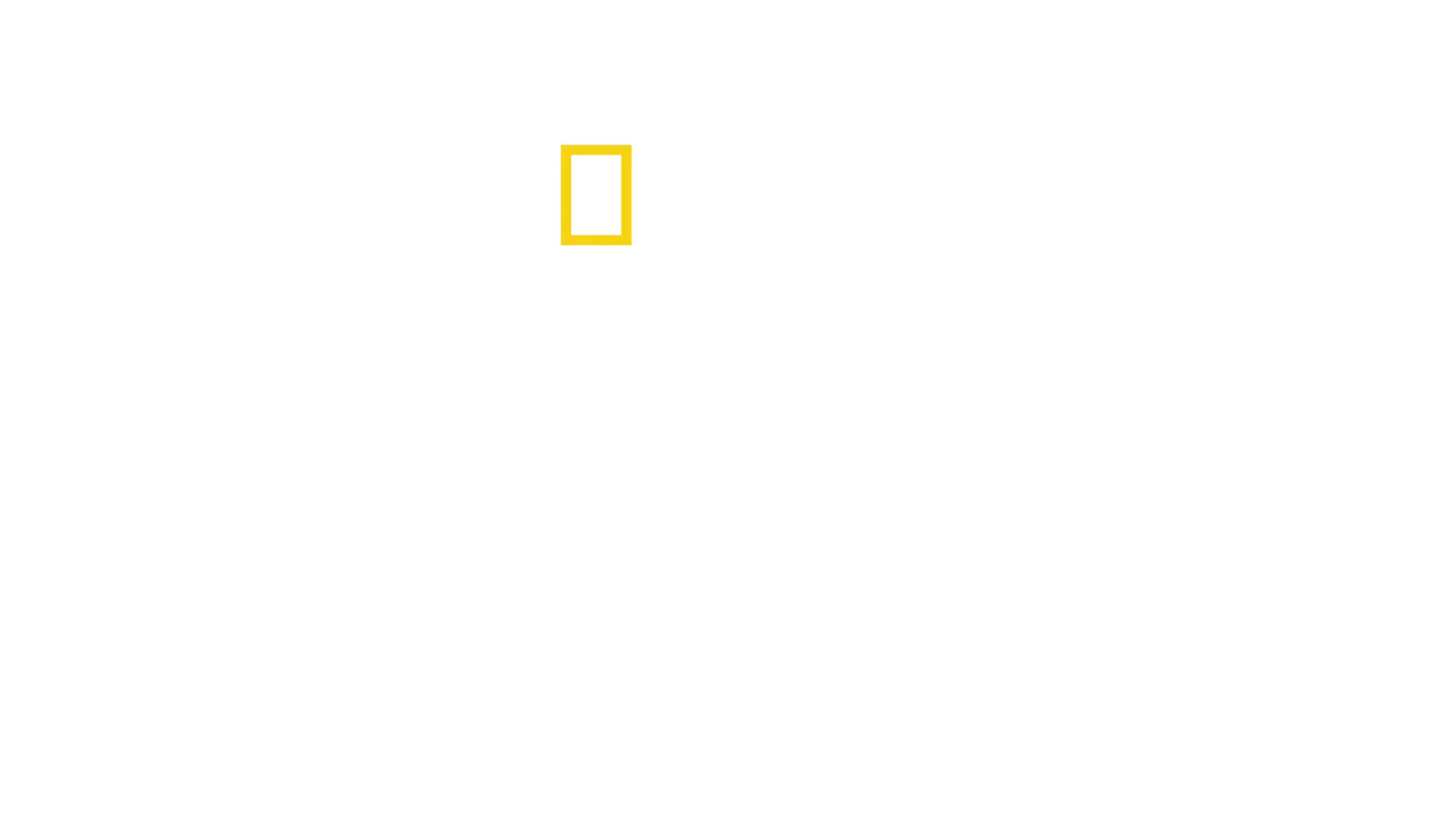動物写真家が追うチーターの親子