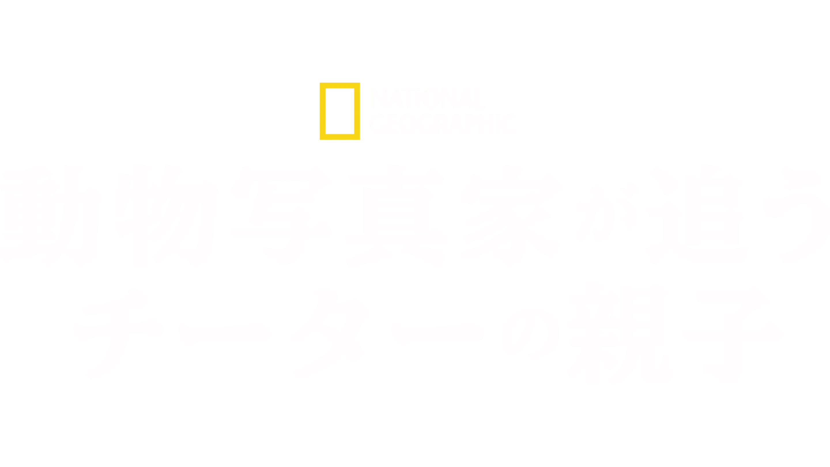 動物写真家が追うチーターの親子