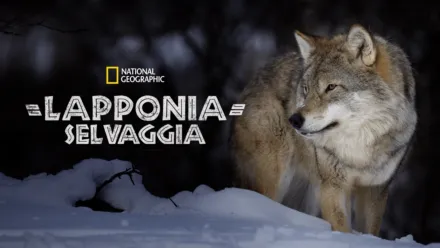 thumbnail - Lapponia selvaggia