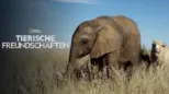 thumbnail - Tierische Freundschaften