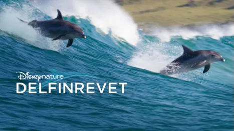 thumbnail - Disneynature: Delfinrevet