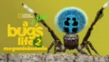 thumbnail - A Real Bug's Life - Megaminimondo