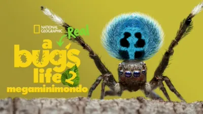 A Real Bug's Life - Megaminimondo