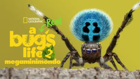 thumbnail - A Real Bug's Life - Megaminimondo