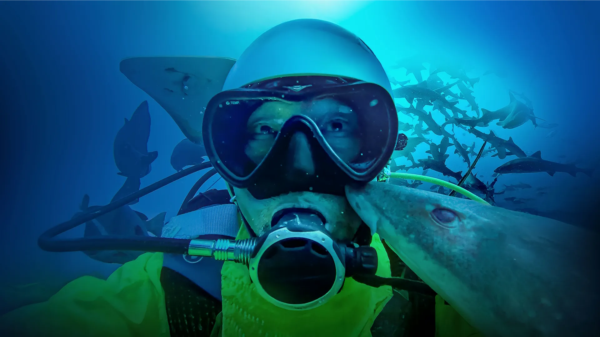 SharkFest 2026: New Nat Geo Shark Documentaries | Explore Disney+