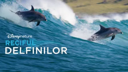 thumbnail - Reciful delfinilor