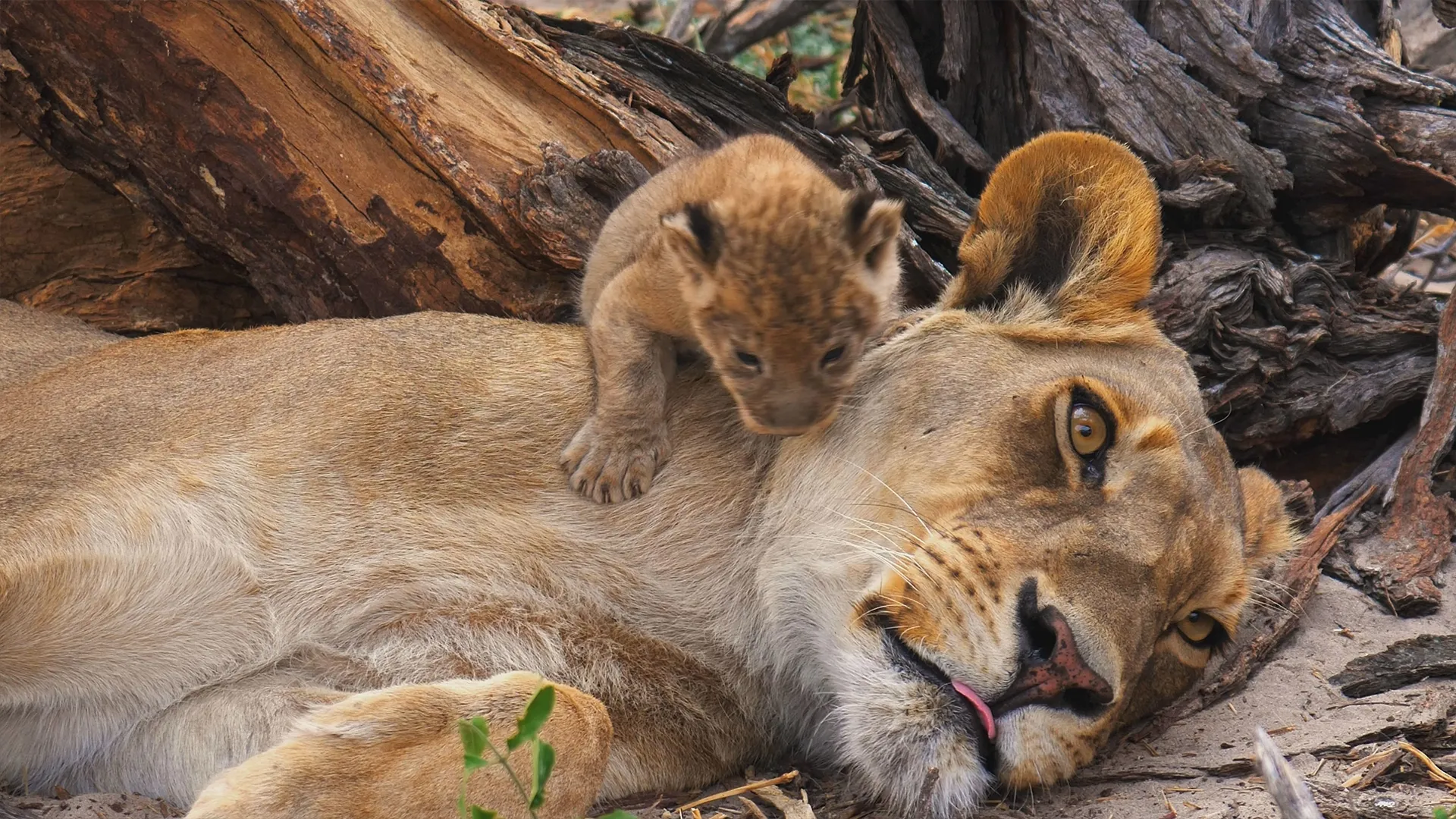 thumbnail - S1:E5 Lion Daycare