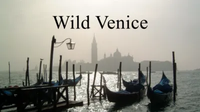 Wild Venice