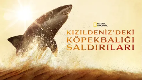 thumbnail - Kızıldeniz'deki Köpekbalığı Saldırıları