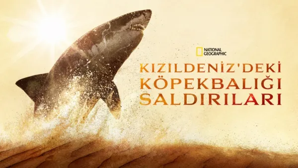 thumbnail - Kızıldeniz'deki Köpekbalığı Saldırıları