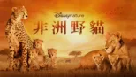 thumbnail - 非洲野貓