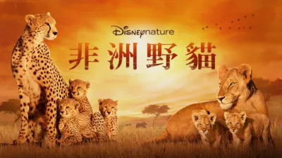 非洲野貓