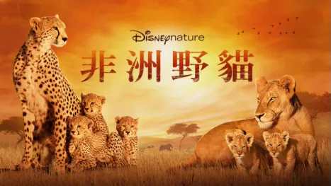 thumbnail - 非洲野貓