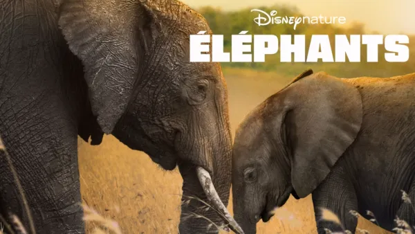 thumbnail - Éléphants