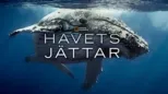 thumbnail - Havets jättar