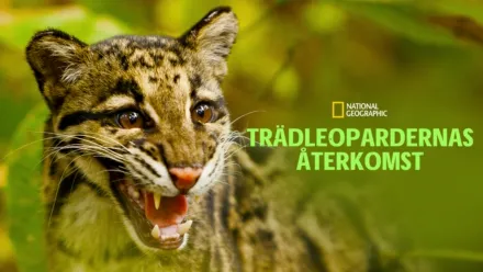 thumbnail - Trädleopardernas återkomst