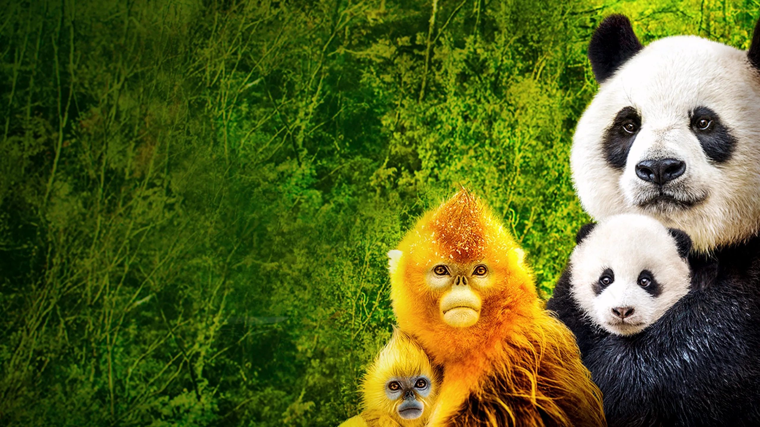 Disneynature: Expedición a China