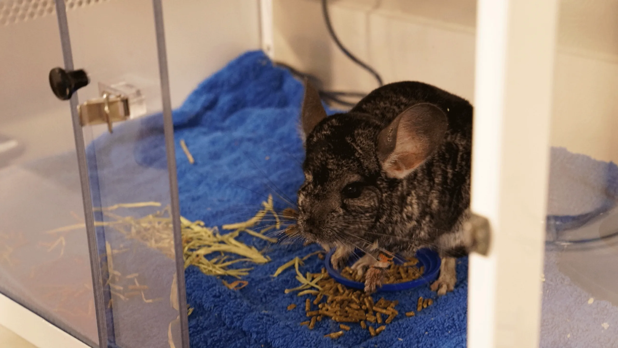 thumbnail - S1:E6 Pain In The Chinchilla