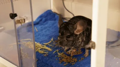 thumbnail - S1:E6 Pain In The Chinchilla