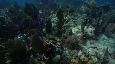 thumbnail - S1:E13 Discovering Dolphins