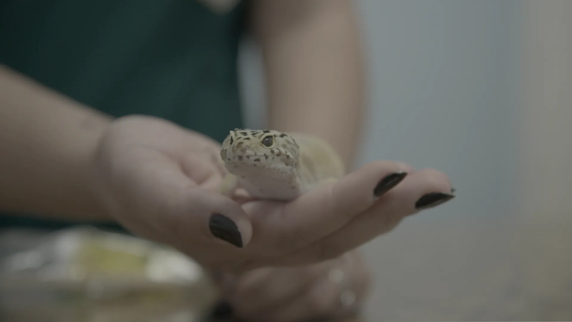 thumbnail - S4:E10 Leaping Lizards