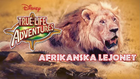 thumbnail - Afrikanska lejonet