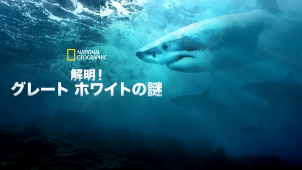 thumbnail - 解明！グレート・ホワイトの謎