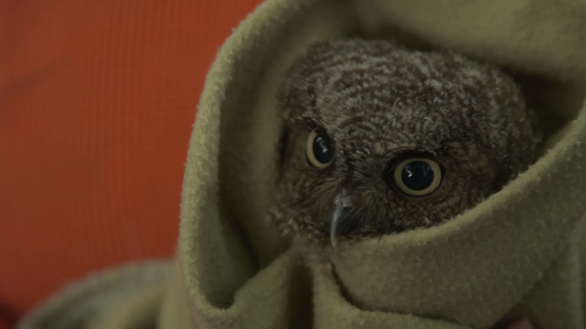 thumbnail - S2:E6 You're Owl I Need