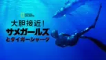 thumbnail - 大胆接近！サメガールズとタイガーシャーク