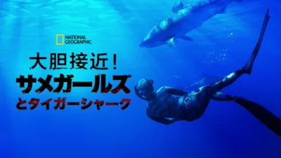 thumbnail - 大胆接近！サメガールズとタイガーシャーク