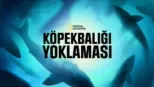 thumbnail - Köpekbalığı Yoklaması