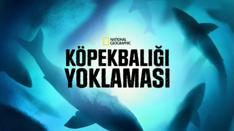 thumbnail - Köpekbalığı Yoklaması