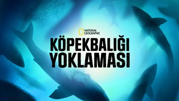 thumbnail - Köpekbalığı Yoklaması