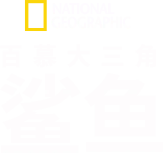 百慕大三角鲨鱼