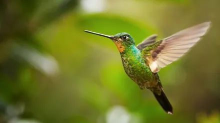 South America Untamed