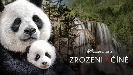 thumbnail - Zrozeni v Číně