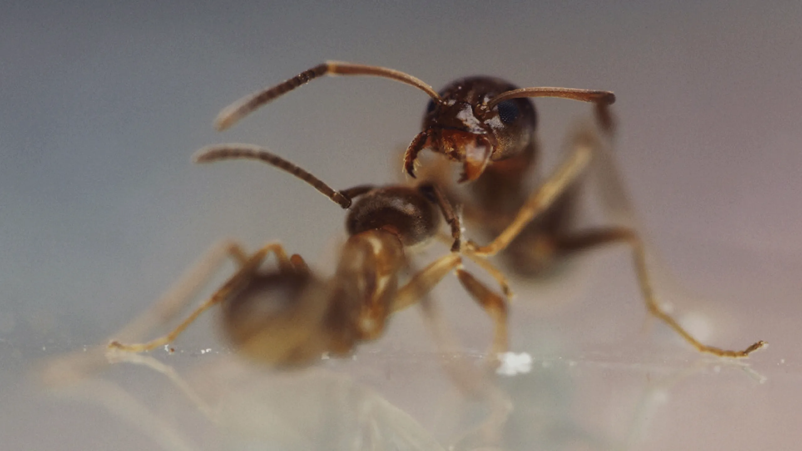 thumbnail - S1:E5 Antzilla