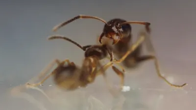 thumbnail - S1:E5 Antzilla