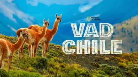 thumbnail - Vad Chile