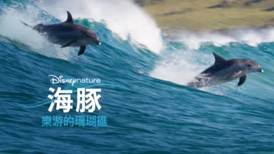 海豚樂游的珊瑚礁