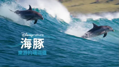 thumbnail - 海豚樂游的珊瑚礁