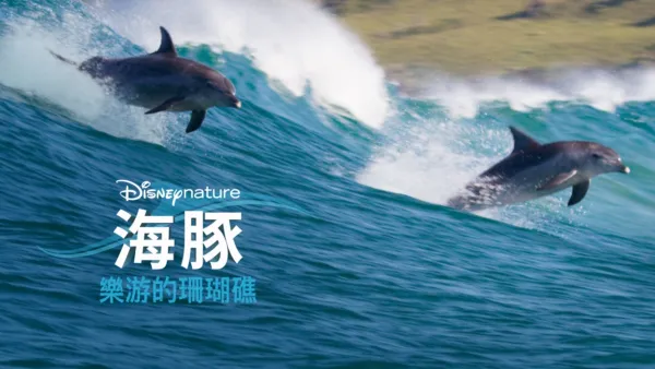 thumbnail - 海豚樂游的珊瑚礁