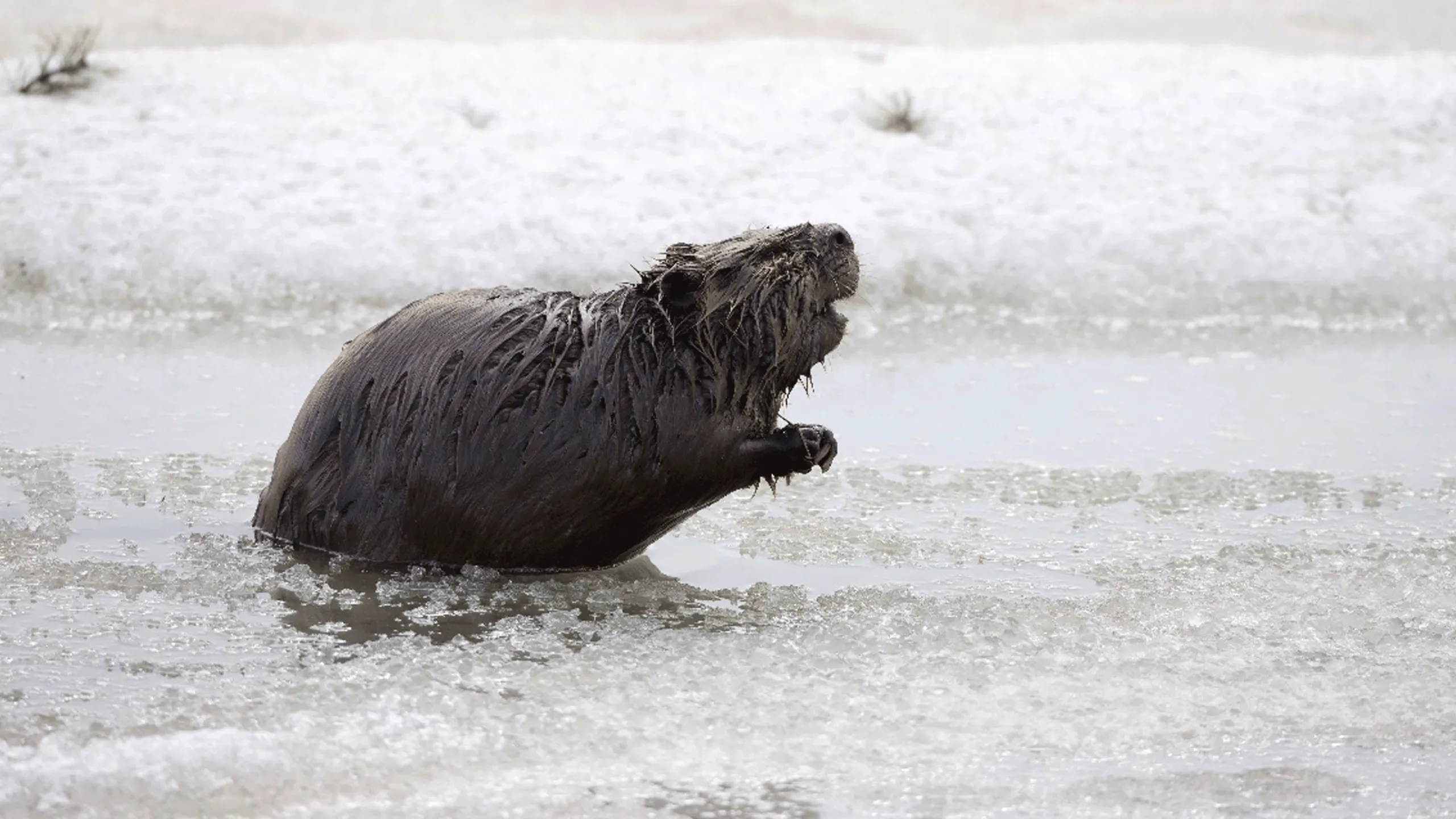 thumbnail - S1:E7 American Beaver