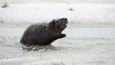 thumbnail - S1:E7 American Beaver