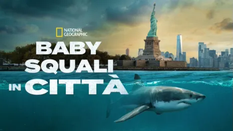 thumbnail - Baby Squali in Città