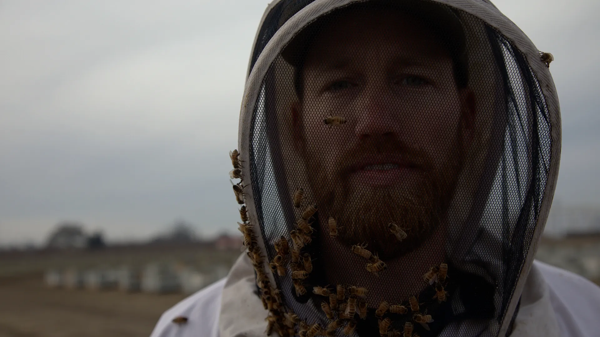 The Pollinators Secrets Of The Bees