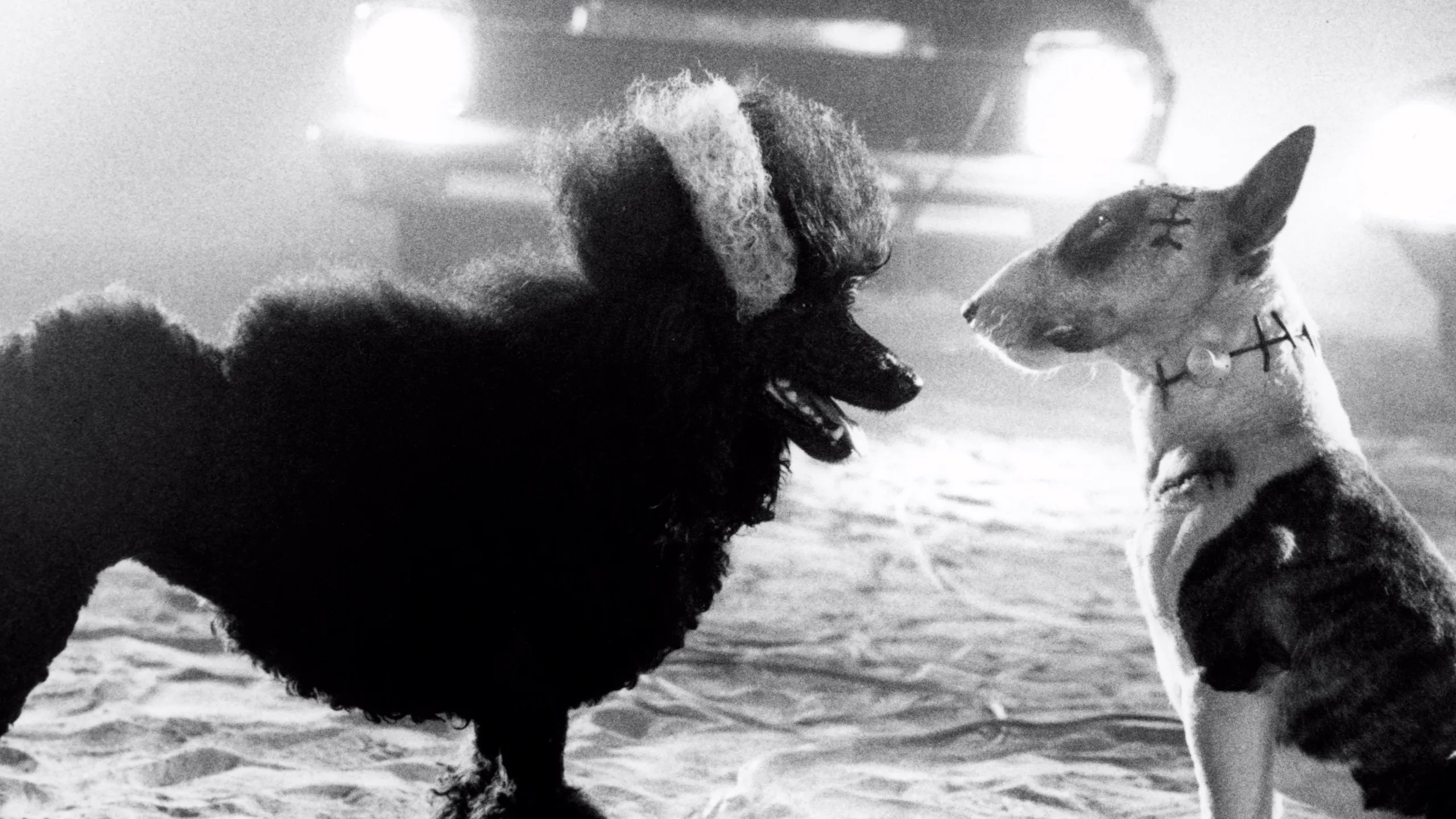 Frankenweenie