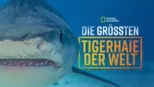thumbnail - Die größten Tigerhaie der Welt