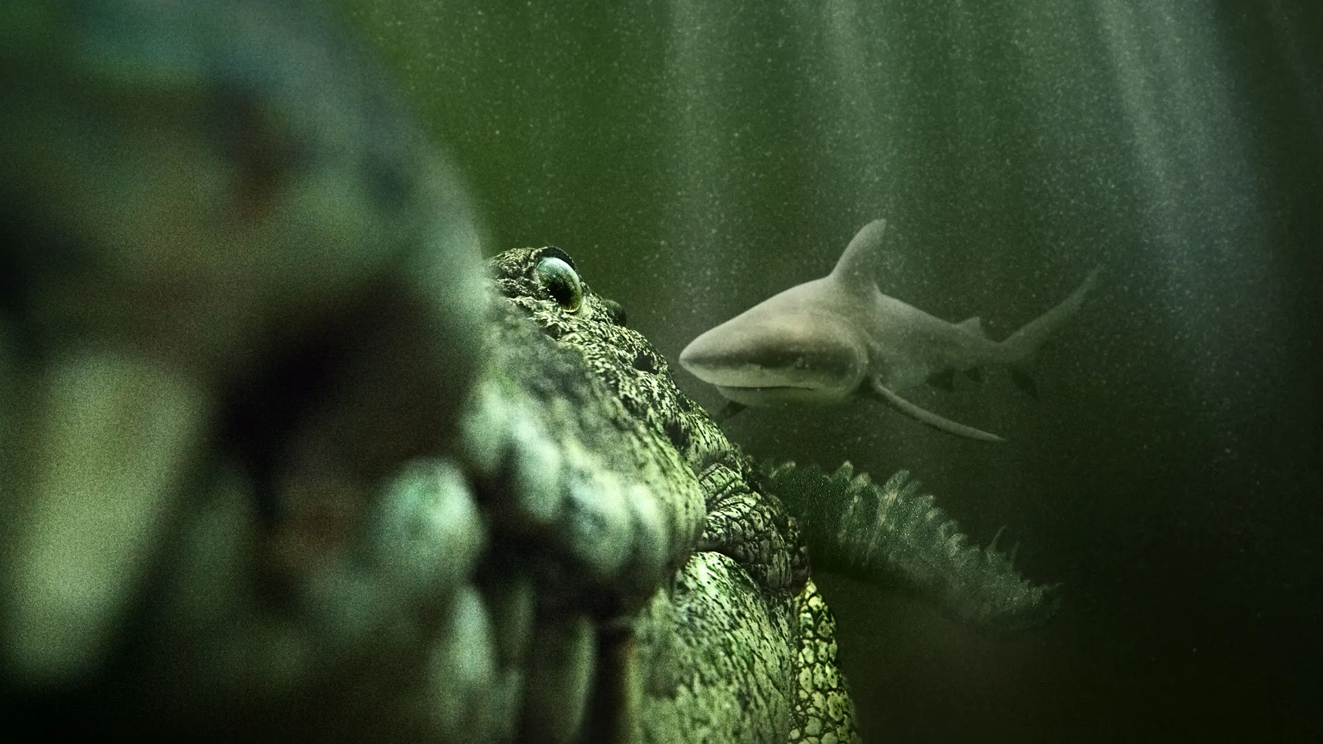 An underwater shot showing the extreme close-up profile of a crocodile's snout and teeth in the foreground, with a shark swimming through the murky green water in the background.