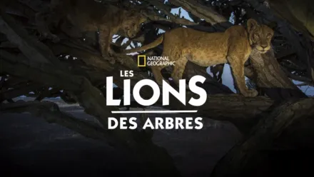 thumbnail - Les lions des arbres